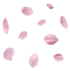 Petals of delicate pink flowers falling in the air, isolated on white background. Prunus cerasifera 'Nigra' or Canadian black plum