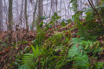 fog in the forest in the morning. fairy-tale atmosphere of the forest on a winter morning. trees without leaves. a forest road with green ferns growing.