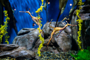 fiches in the aquarium