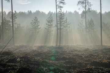 magical winter and autumn forest during frost and fog. sun rays in the forest, rays breaking through the trees. Sunrise in the forest in natural conditions. warm sunlight between the trees. light stre