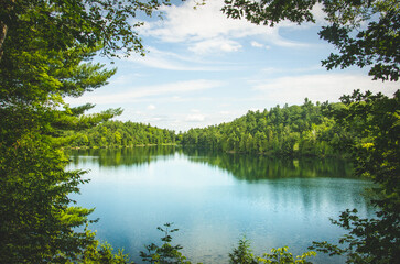 Lake in the Forest 