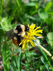 bee on yellow flower