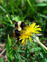 bee on a dandelion