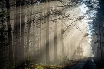 magical winter and autumn forest during frost and fog. sun rays in the forest, rays breaking through the trees. Sunrise in the forest in natural conditions. warm sunlight between the trees. light stre