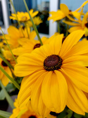 yellow flower in the garden