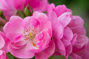 Fototapeta premium Pink roses on green blur background .