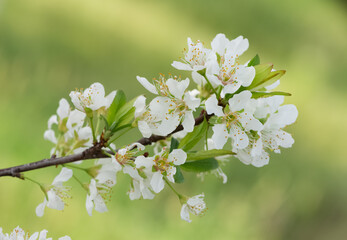 photos of flowering plum tree and plum flowers