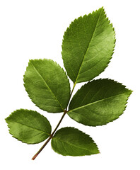 Beautiful green English Rose leaves falling in the air isolated on white background. High resolution image.