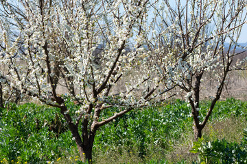 photos of flowering plum tree and plum flowers