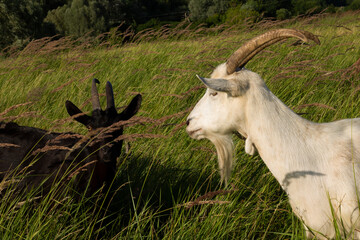 a goat on a pasture, a goat on a meadow, a domestic animal