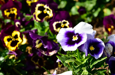 various Garden Flowers, Garden violets.