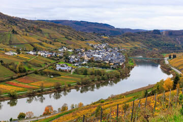 Blick vom Weitwanderweg Moselsteig &uuml;ber die Mosel auf den Ort Reil mit Laubf&auml;rbung in den Weinbergen