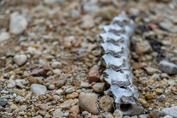 Animal bones on stony ground.