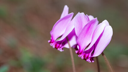 photo of pink cyclamen in its natural habitat