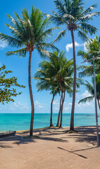 Naklejka premium palmeiras da praia da Ponta Verde em Maceió Alagoas Brasil