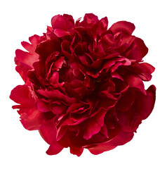 Fresh green rosemary herb falling in the air isolates on yellow background