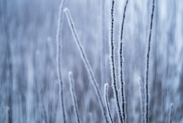 Close-up of frost on grass stems in winter landscape, against a soft blurred blue background