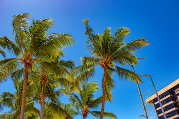 Fototapeta premium Brasil praia do nordeste Alagoas Maceió 