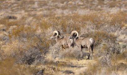 Desert Bighorn Sheep Rams in Winter in the Valley of Fire State Park Nevada