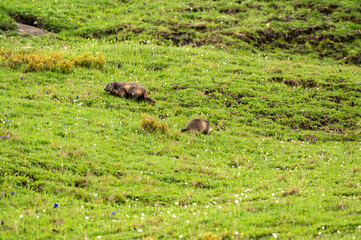 Two Alpine marmots wrapped by flowers (Marmota marmota)
