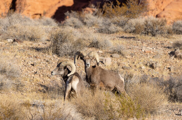 Desert Bighorn Sheep Rams in Winter in the Valley of Fire State Park Nevada