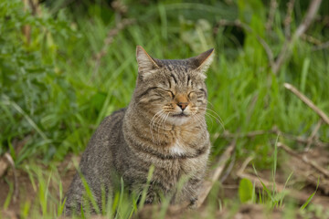 Tomcat sits on the meadow, tomcat with closed eyes, cat sits in the grass, sweet cat in the grass, cuddly cat on the meadow