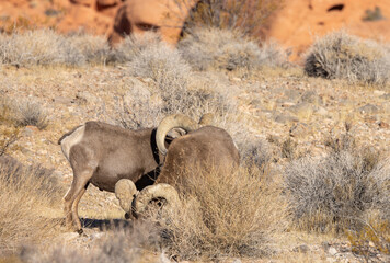 Obraz premium Desert Bighorn Sheep Rams in Winter in the Valley of Fire State Park Nevada