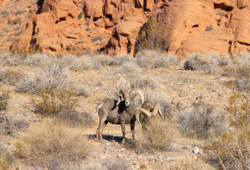 Desert Bighorn Sheep Rams in Winter in the Valley of Fire State Park Nevada