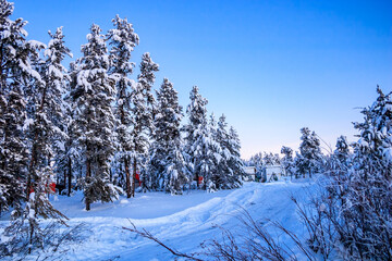 Fototapeta premium A snowy forest with a blue sky in the background