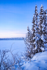 A snowy landscape with a blue sky and a tree covered in snow