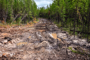 A muddy road in a forest with puddles of water