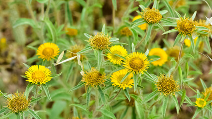 wild plants. self-growing yellow flowers in nature.