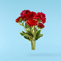 Obraz premium Beautiful Red Peony falling in the air isolated on blue background. High resolution. Zero gravity or levitation concept.