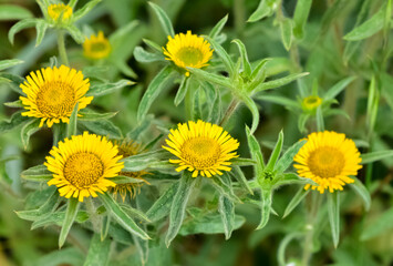 wild plants. self-growing yellow flowers in nature.