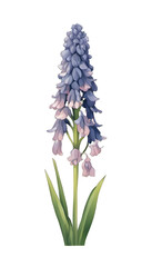 Delicate Muscari Flower in Blue and Pink Hues