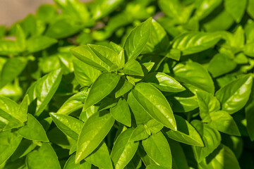 Organic Raw Green Basil Leaves on a Plant