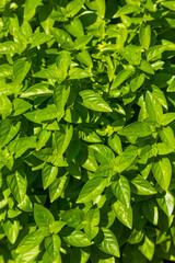 Organic Raw Green Basil Leaves on a Plant