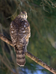 Northern goshawk (Accipiter gentilis) in forest