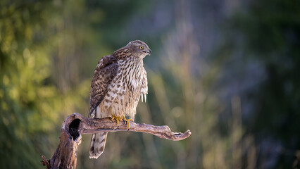 Northern goshawk (Accipiter gentilis) in forest