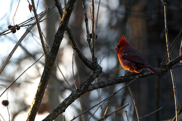 Cardinal at Sunset 