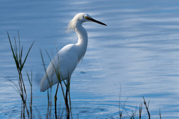 Snowy Egret in the Water 
