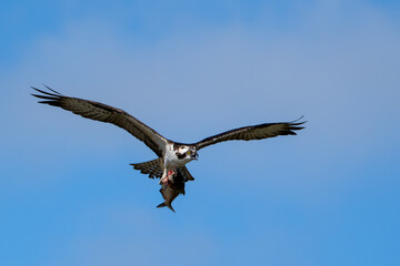 Osprey in Flight 