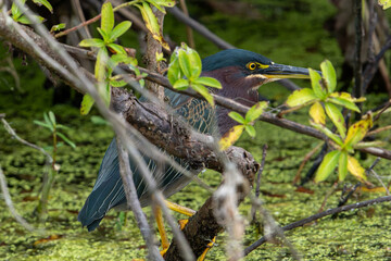 Green Heron 