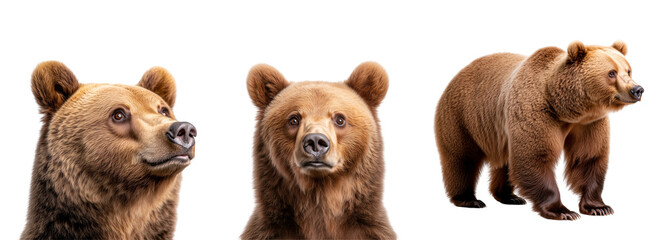 set of portraits of brown bear isolated on a transparent background