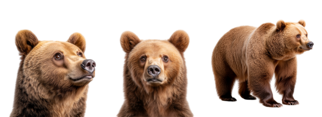 set of portraits of brown bear isolated on a transparent background