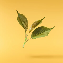 Beautiful green leaves of Sakura tree falling in the air, isolated on yellow background. Zero gravity or levitation spring flowers conception, high resolution image
