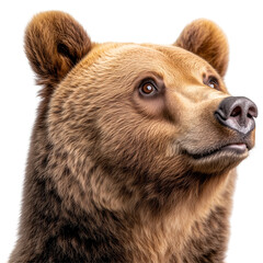Fototapeta premium side view portrait of brown bear isolated on a transparent background