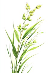 Fototapeta premium Vibrant Green Barley Spikelet Isolated Against a Bright White Canvas