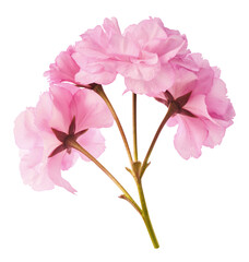 Beautiful blooming of delicate pink Sakura flowers falling in the air, isolated on white background. Zero gravity or levitation spring flowers conception, high resolution image