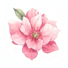 Soft Petals of a Pink Flower